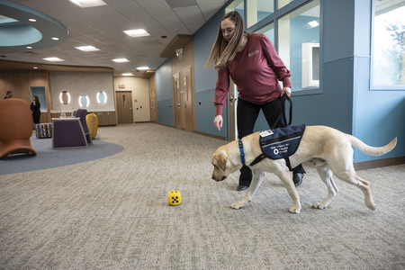 Golden lab service dog walking with female trainer in health care facility