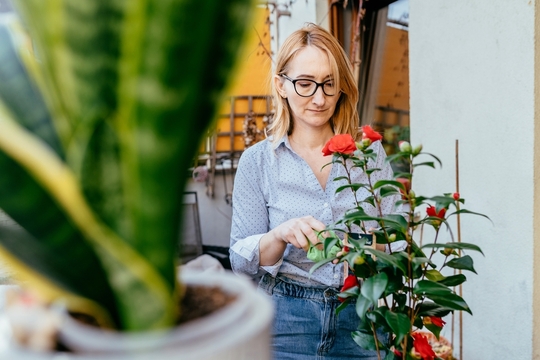 A woman prunes a red rose bush in an urban garden setting