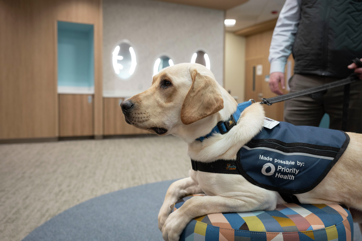 golden lab service dog wearing a vest