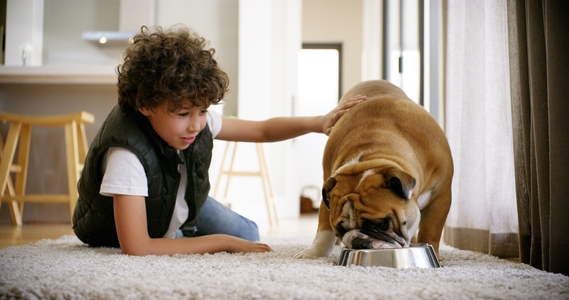 middle school age boy in a cool vest pets his bulldog while it eats form a dog dish