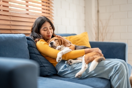 younger woman rests on a blue sofa while cuddling pet beagle puppy