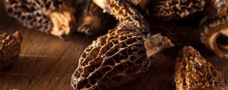 Morels: A Mouthwatering, Michigan Miracle