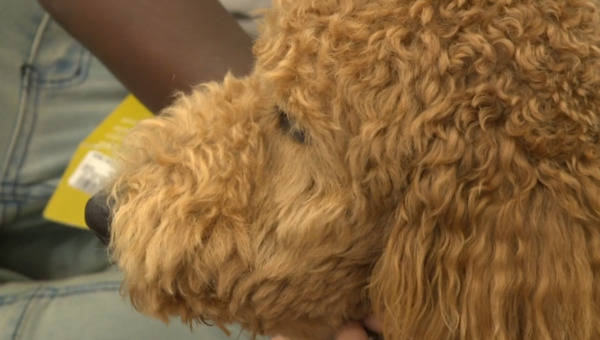Closeup of Priority Pups dog Scout